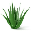 Exfoliating Detox Cleanser